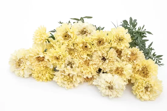 Augstā samtene ‘Velvet Imperiale Creme’ (Tagetes erecta) 20 sēklas